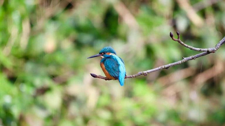 A photograph of a kingfisher sitting on a branch in Wetland at Morden Hall Park